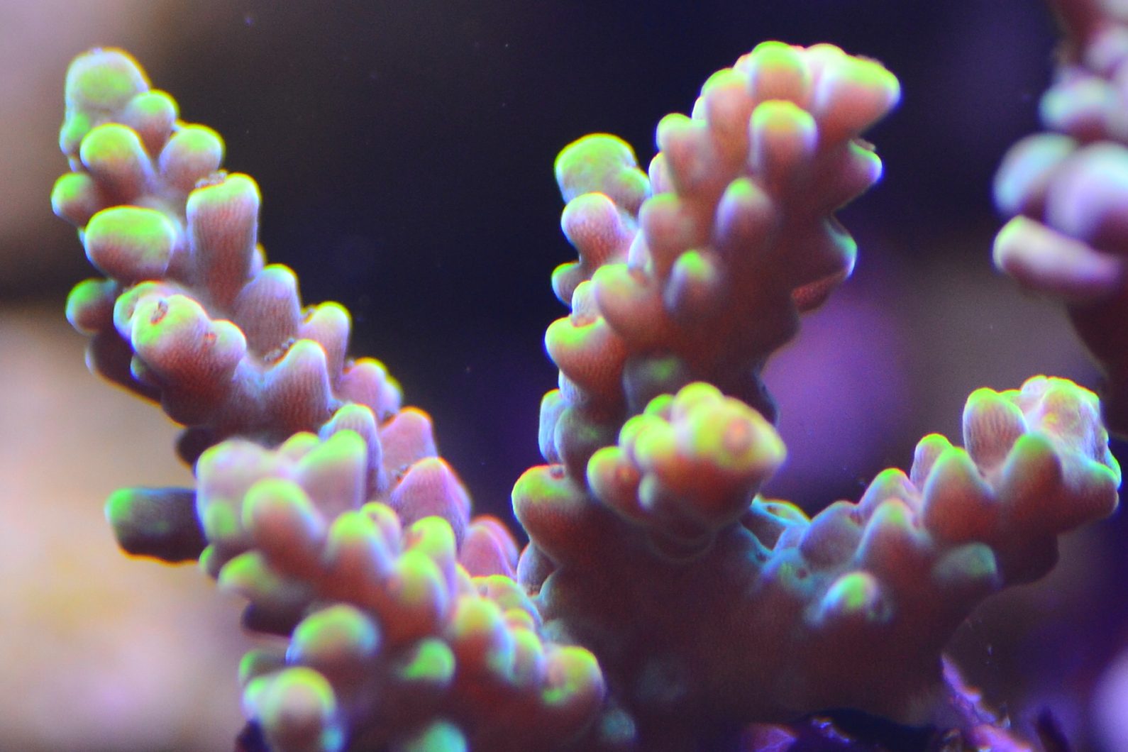hämmästyttävä sps koralli lähikuva