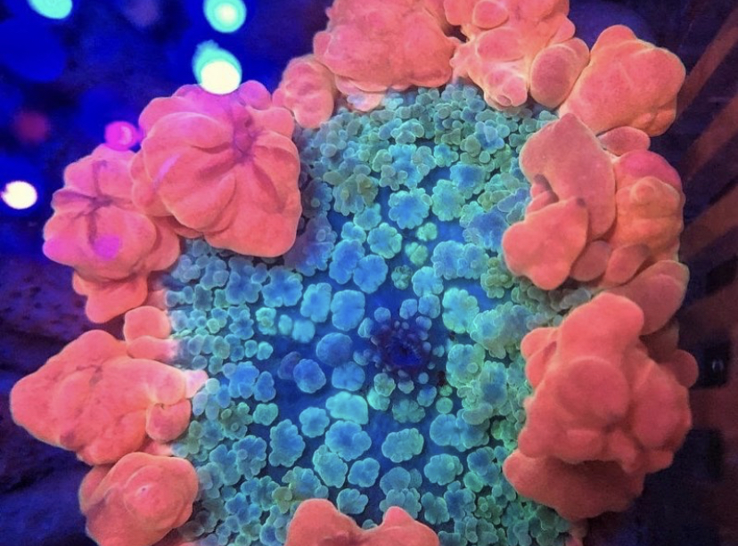 incrível iluminação led coral pop