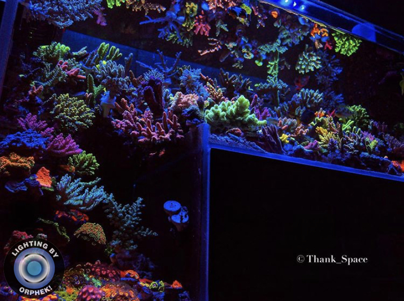 Réservoir LED Reef 2021 Orphek Atlantik