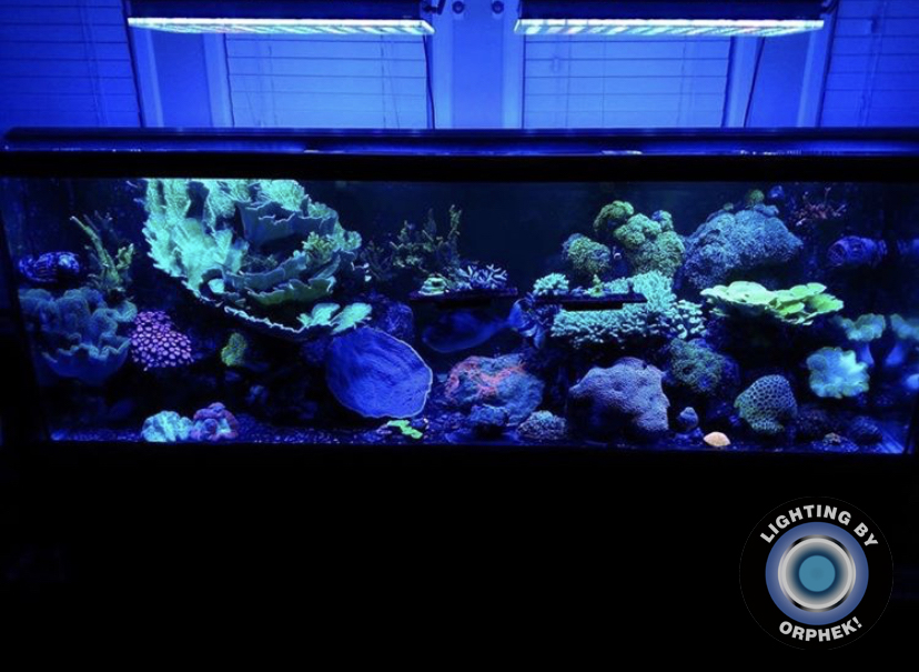 lindo tanque de coral de recife sob orphek atlantik