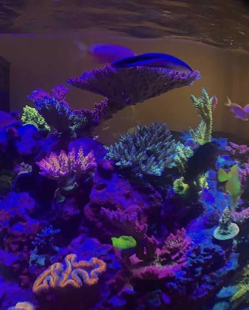 риф коралловая светодиодная лента orphek OR3