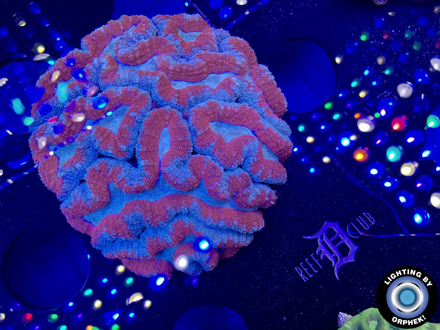 верхний коралл растущий светильник орфек