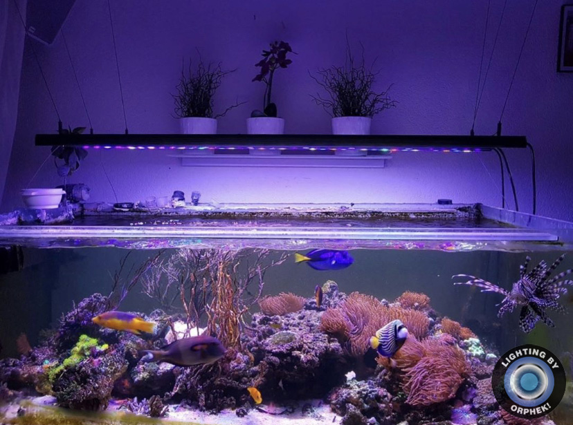 orphek OR3 rạn san hô dẫn thanh 2021