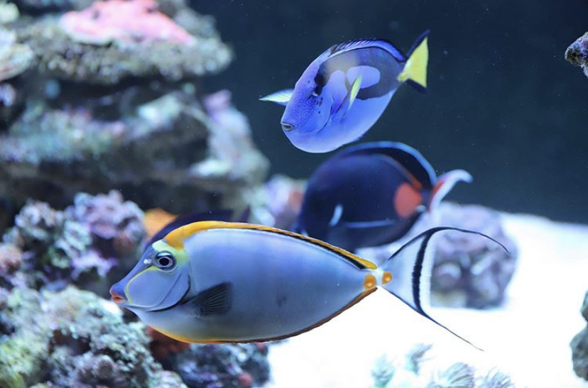 удивительные рифовые аквариумные рыбки
