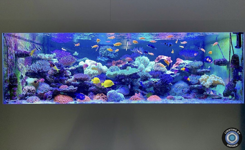 лучший морской аквариум светодиодное освещение