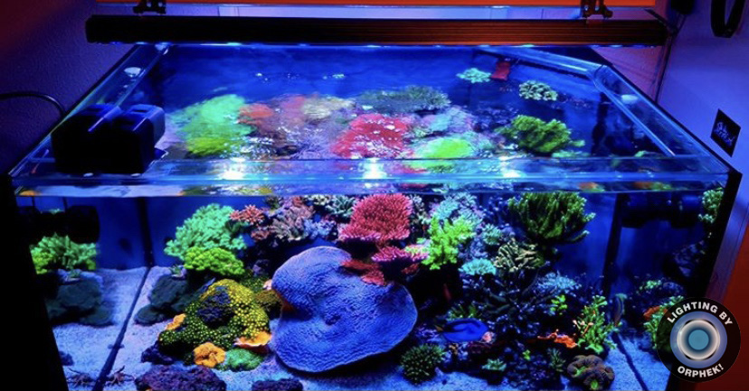πολύχρωμο εκπληκτικό κοραλλιογενές ενυδρείο