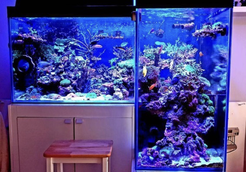 2021 luzes LED pop de coral de recife