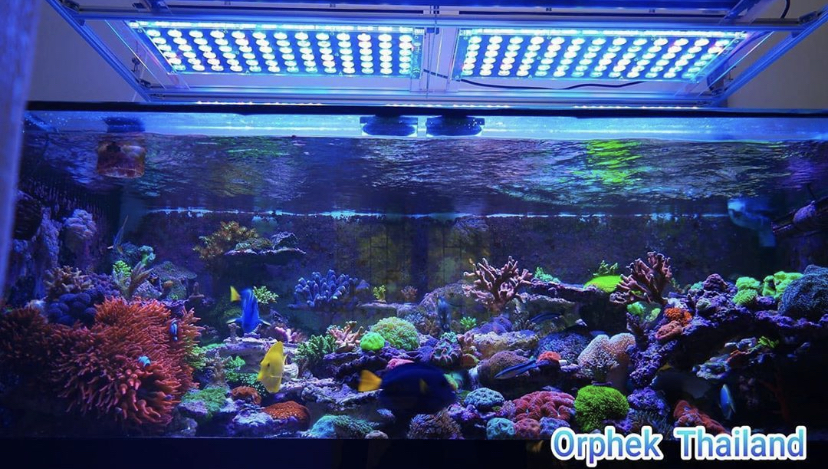 2021 melhor luz LED de recife orphek atlantik
