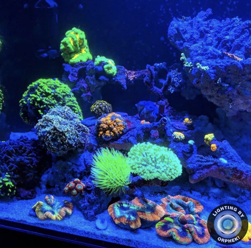 zoutwater kleurrijk aquarium beste lichten