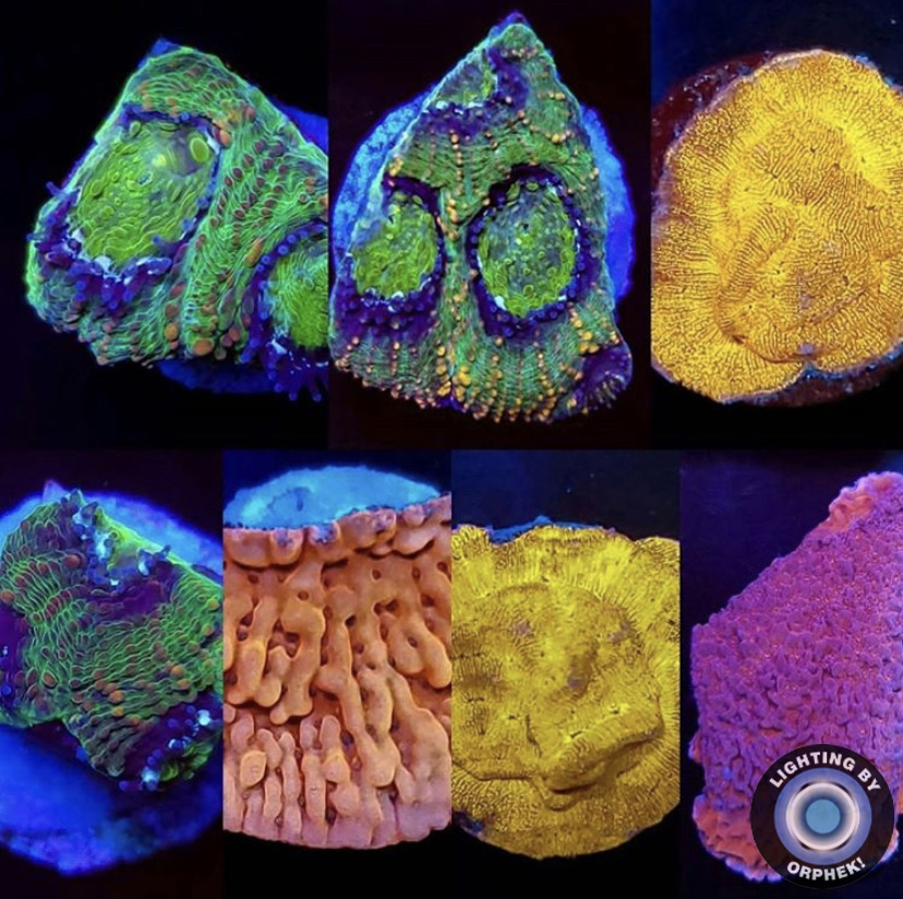 πολύχρωμο ύφαλο κοράλλια δεξαμενή αλμυρού νερού