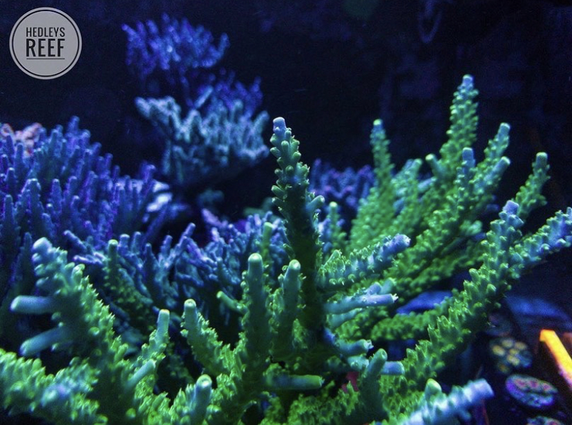 recife de coral crescendo luzes led orphek