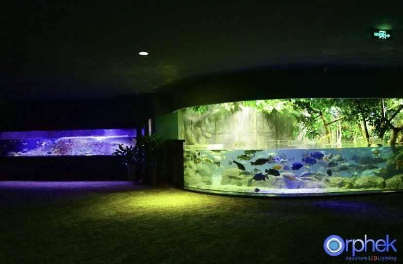 incrível aquário público de peixes de água doce