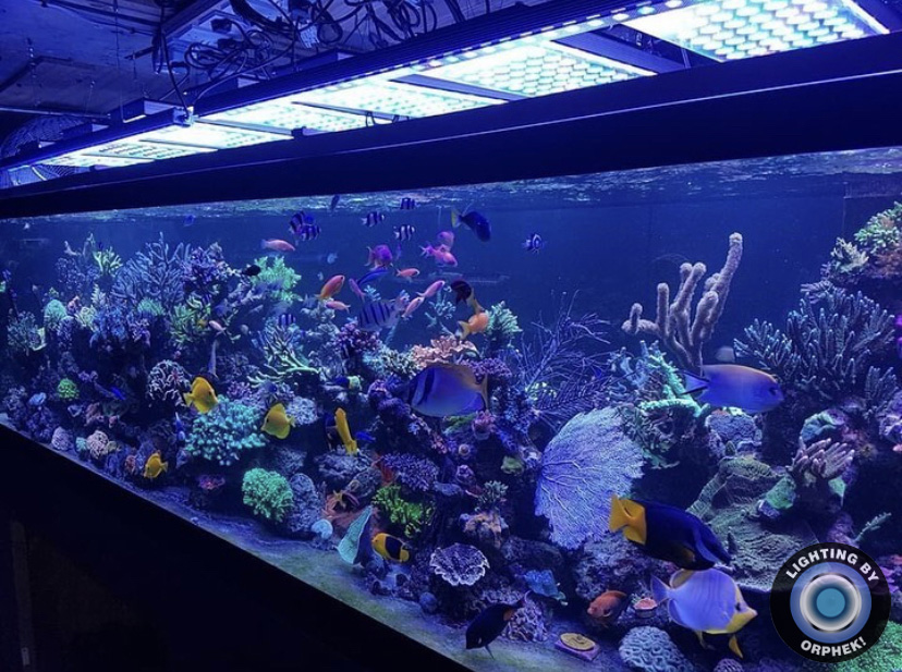 общественный рифовый аквариум лучшие светодиодные фонари 2021