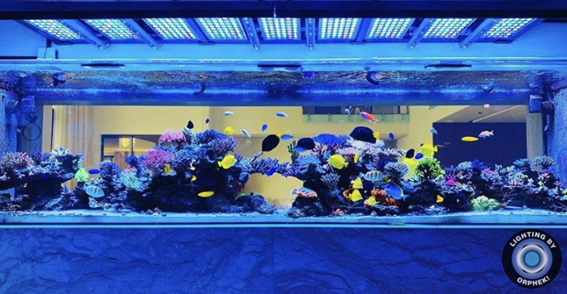 aquário de recife forte luzes led orphek