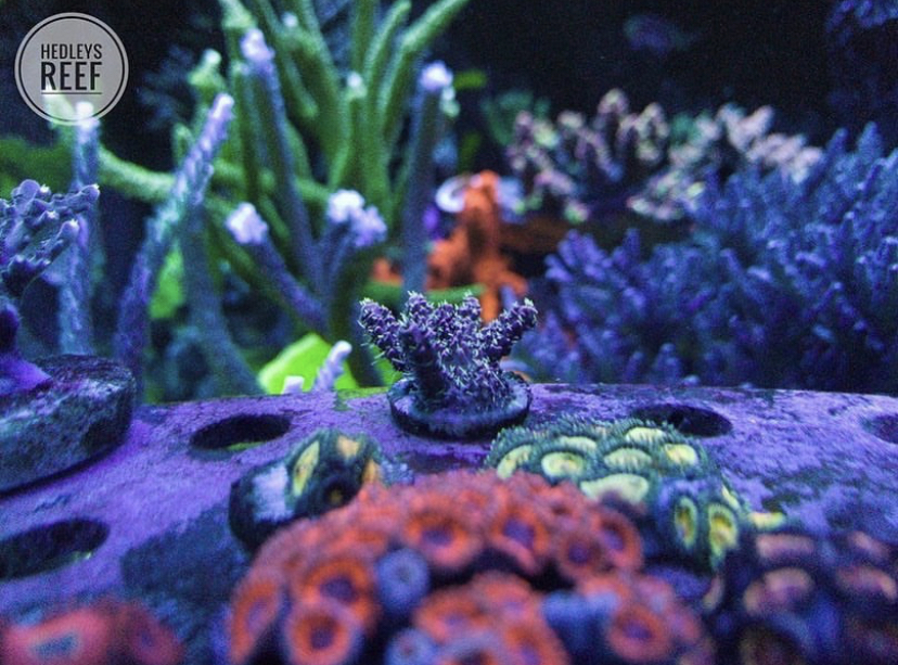 luzes de coral de recife incrivelmente lindas