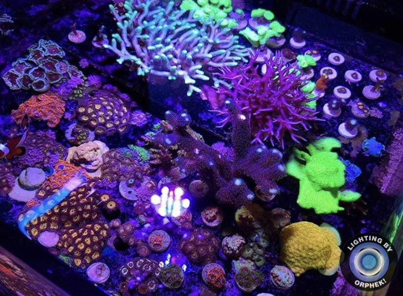 corais de recife coloridos sob orphek atlantik
