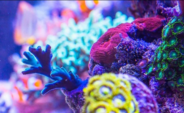 πολύχρωμα κοράλλια ενυδρείου ύφαλου