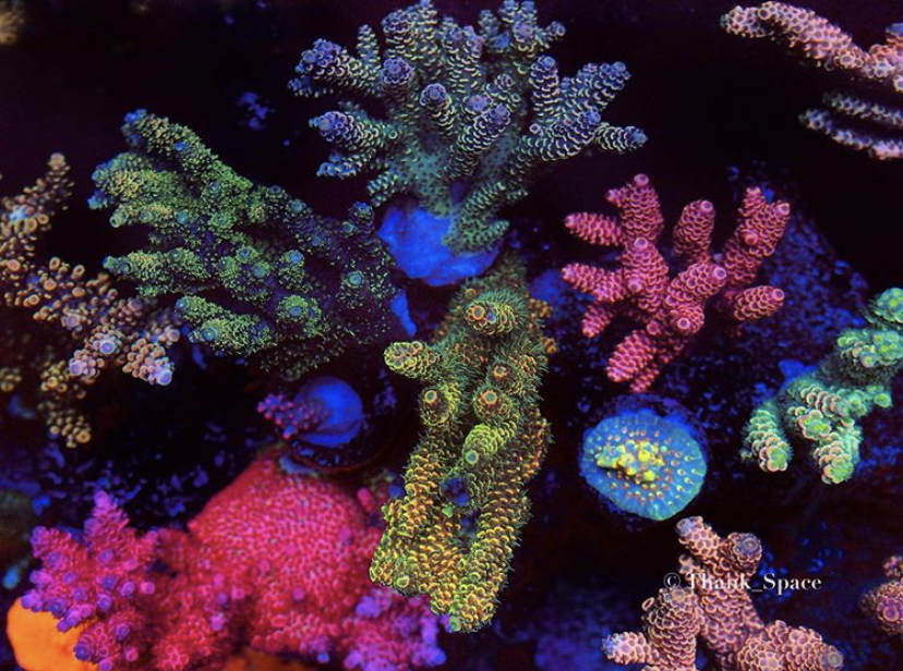 top korallin pop-säiliö vaalea orphek atlantik