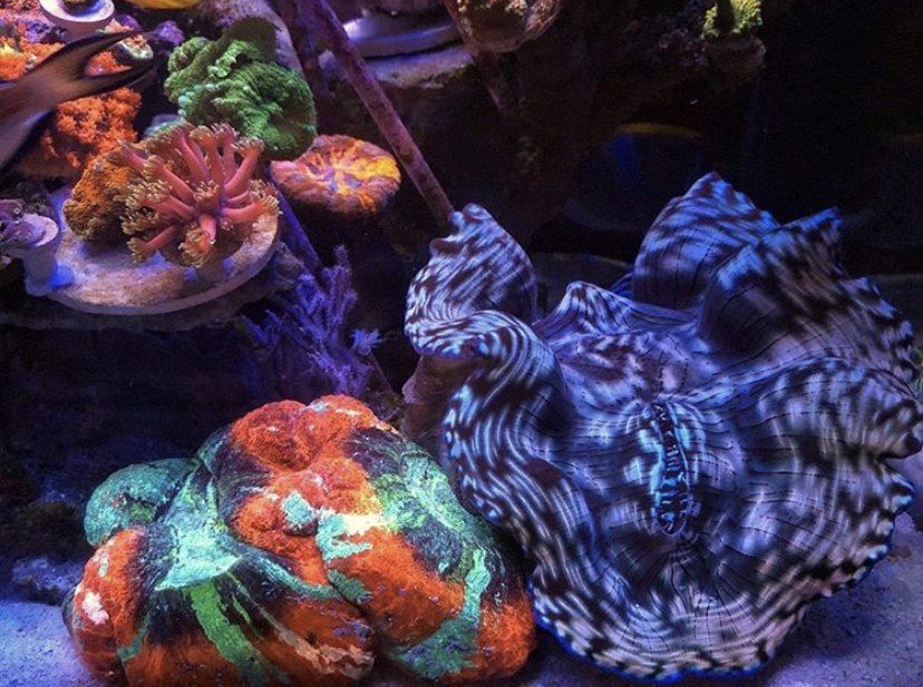 recife de água salgada aquário coral pop iluminação
