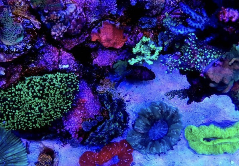 τα καλύτερα κοράλλια lps sps light ορφανό atlantik