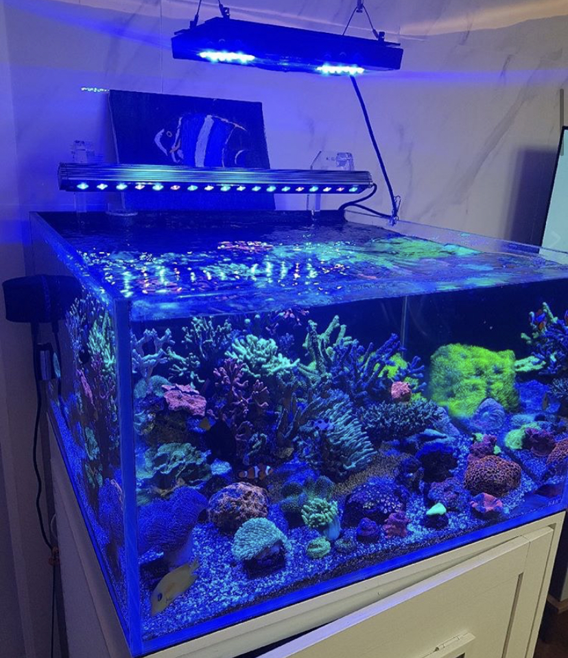 Nanfeng A1 Cyrex 2 in 1 Reef and Plant Aquarium LED Light With Articulating  Side Clusters