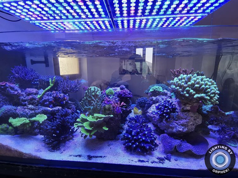 récif corail pop meilleure lumière LED orphek atlantik