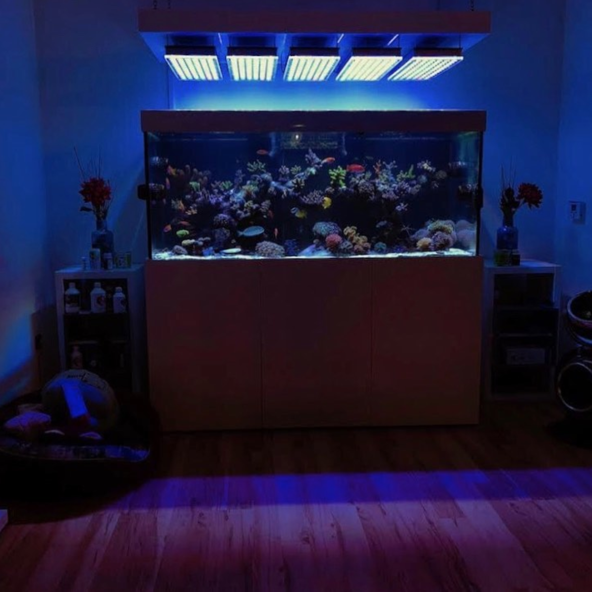 珊瑚礁最佳led灯Orphek Atlantik
