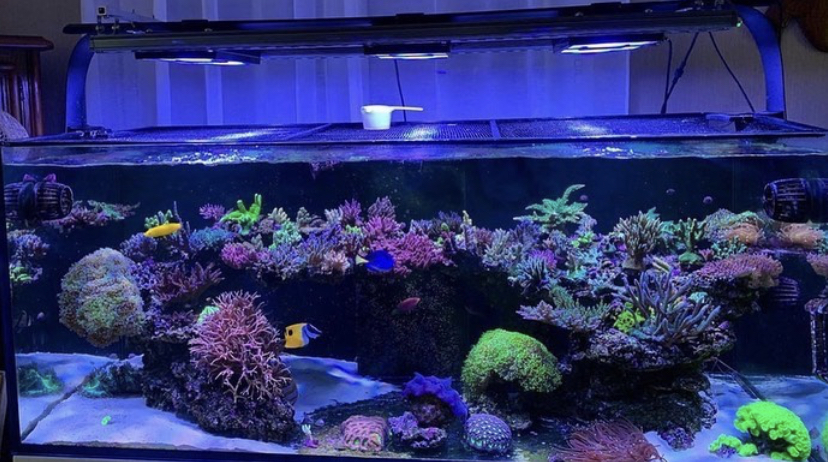 топ коралловый аквариум светодиодное освещение 2021