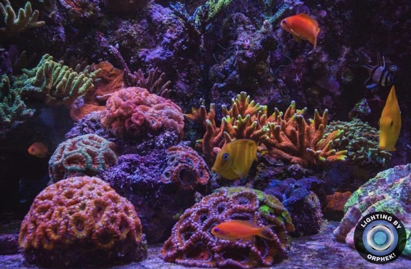 recife aquário coral pop iluminação