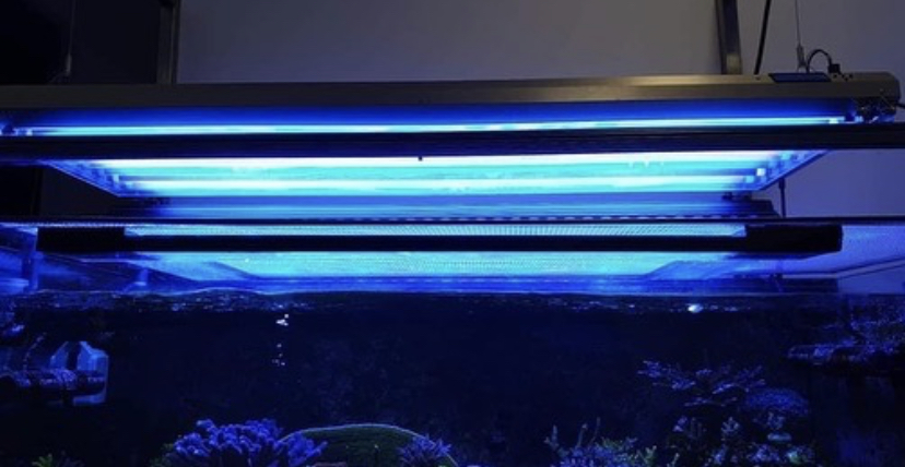 tanque de recife de corais melhor iluminação