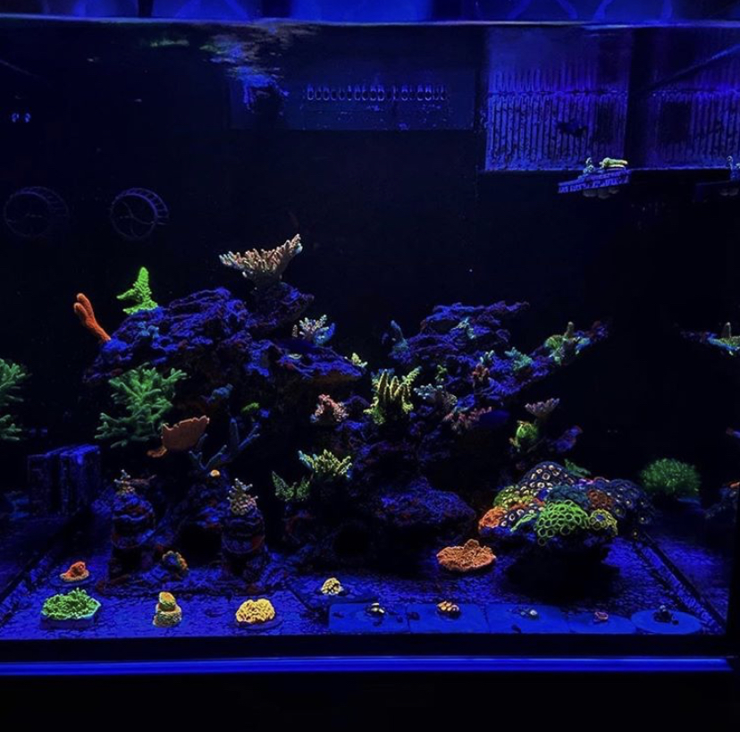 lindo tanque de coral melhor iluminação