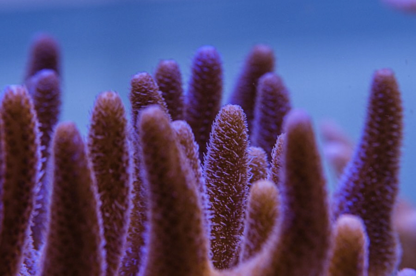 красивый риф sps коралл
