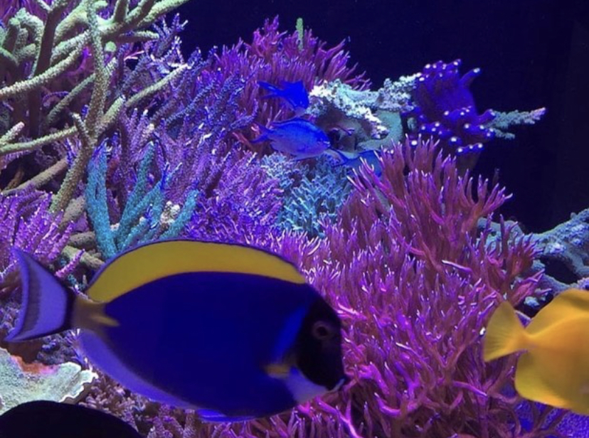 recife coral pop melhor iluminação