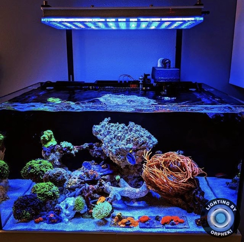 meilleur aquarium de récif a mené l'éclairage 2021