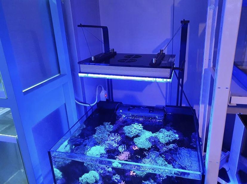 incrível luz LED para aquário de água salgada