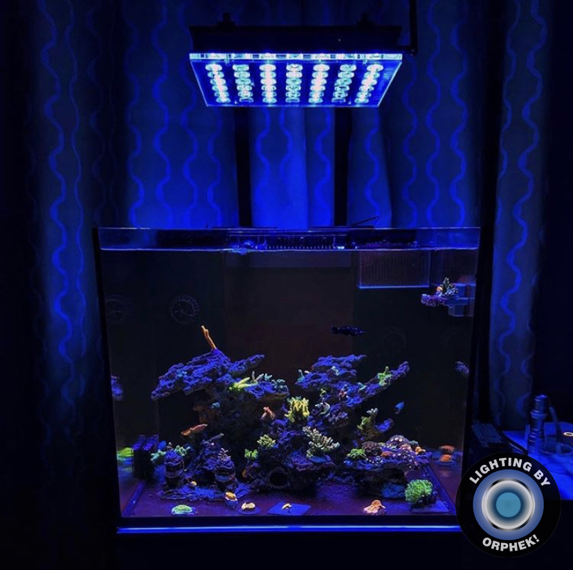 tank onder de Orphek Atlantik Compact, lijken de fluorescerende kleuren uit het aquarium te springen!