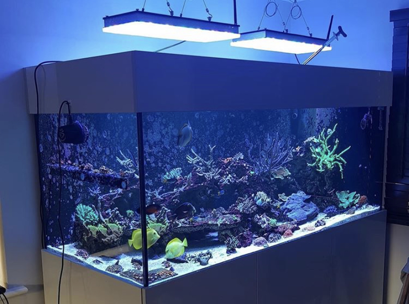 рифовый аквариум лучший светлый орфек атлантик