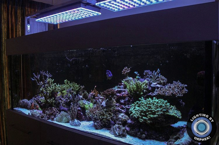 melhor aquário marinho LED orphek atlantik