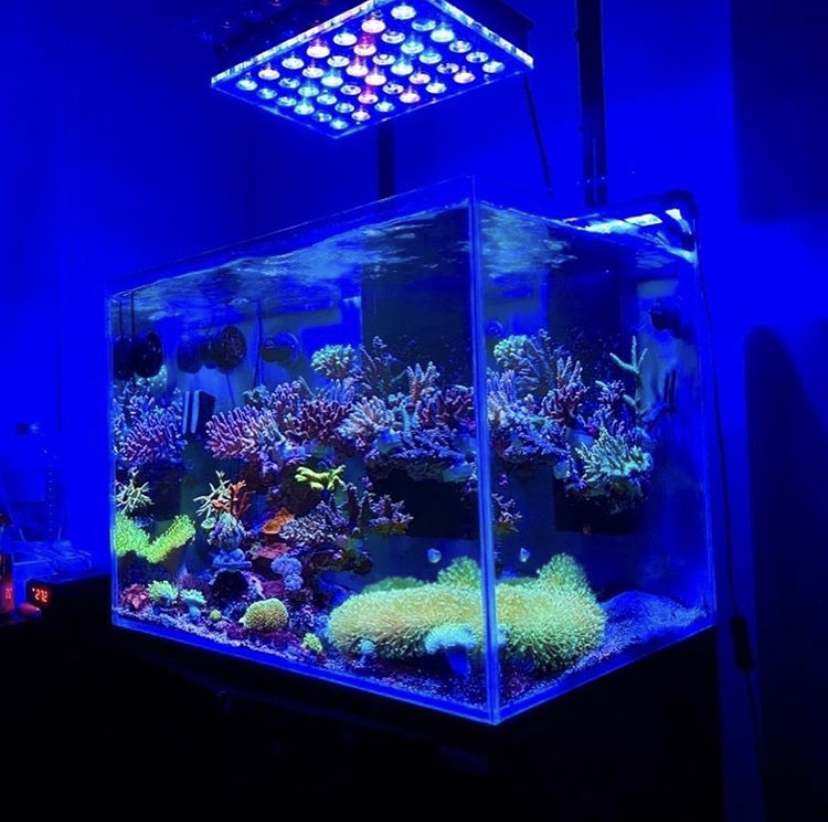 luzes LED pop coral mais rápidas orphek