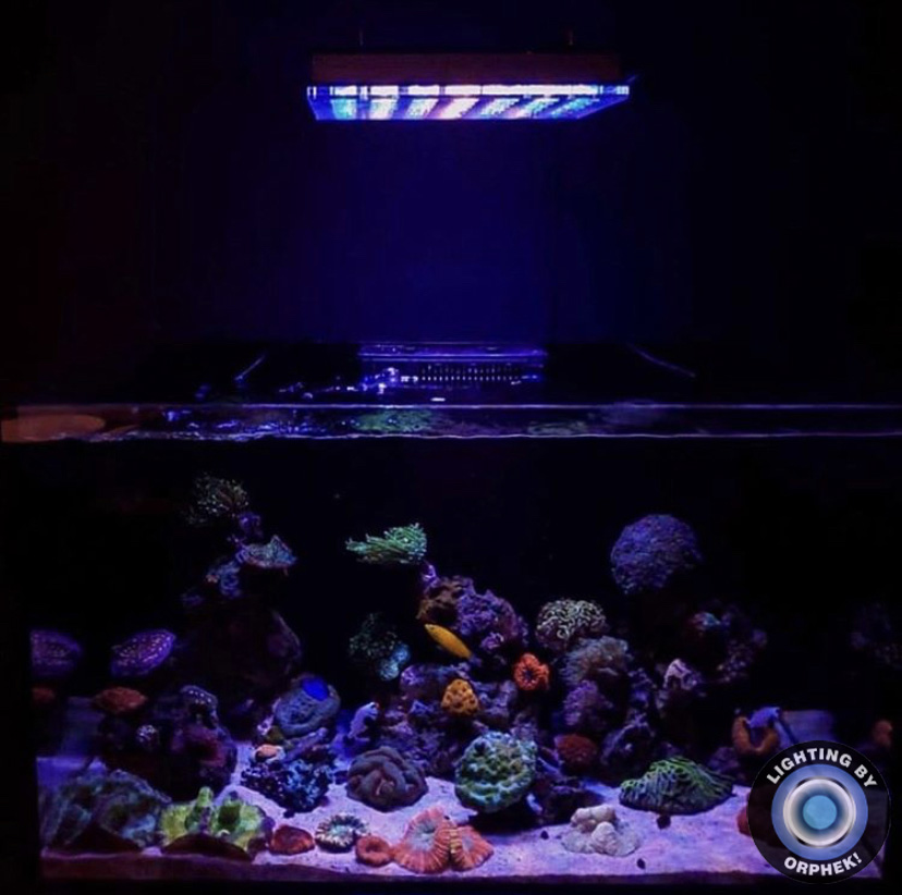 2021 melhor luz LED para aquário de coral orphek atlantik