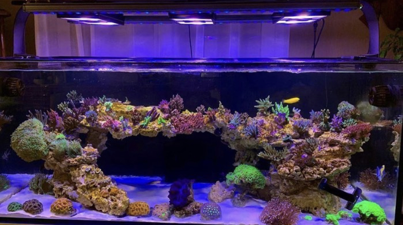hermoso arrecife coral pop con orphek OR bar