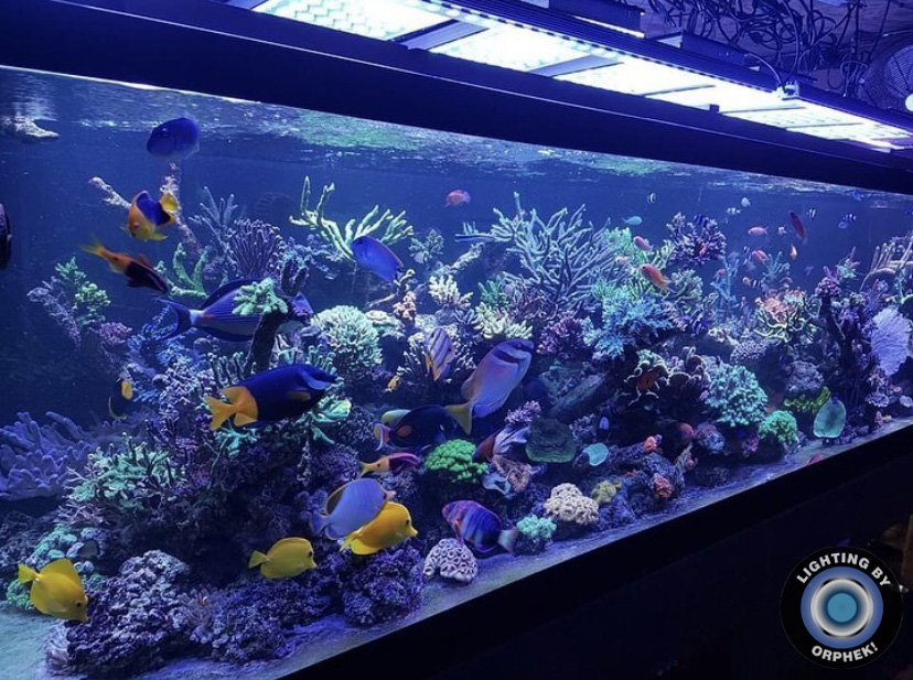 tanque de água salgada de recife com luzes LED orphek