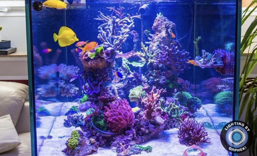 верхний аквариум риф светодиодные фонари