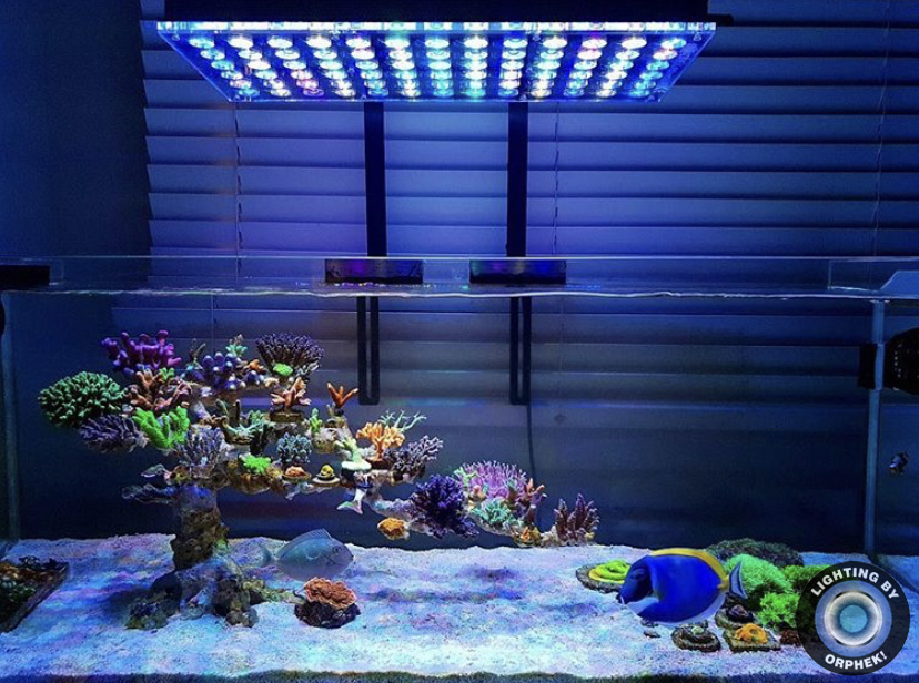 koralowe oświetlenie LED