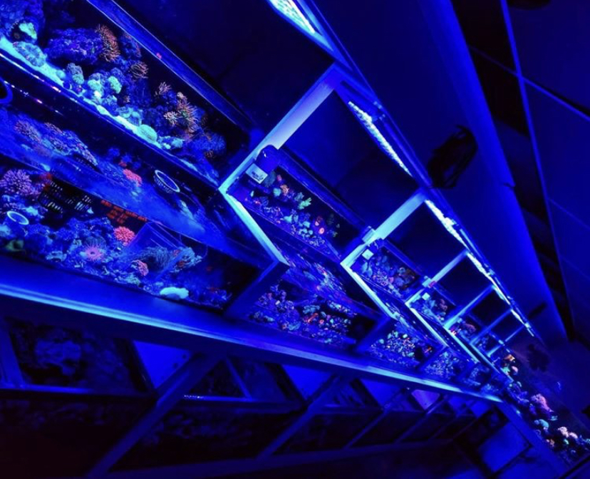 melhor luz LED pop coral aquário 2021