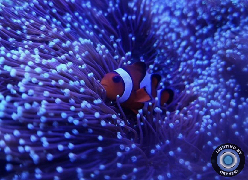 удивительный рост кораллов от orphek atlantik