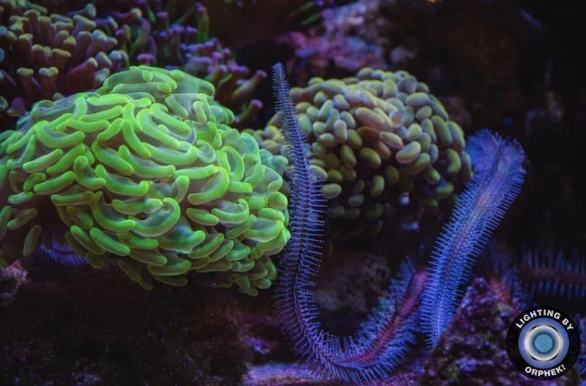 красивый красочный коралл lps