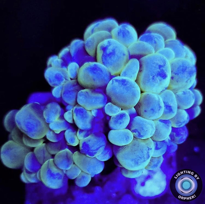 Iluminação LED para crescimento de coral de recife superior em 2021