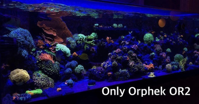 melhor aquário de coral levou bar orphek OR2