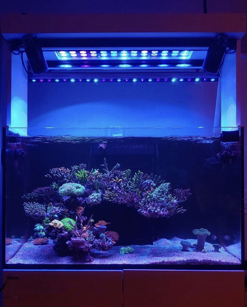 аквариум риф кораллы лучшее освещение
